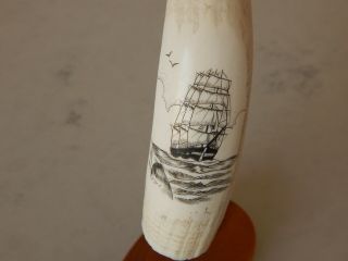 Whale Tooth With Scrimshaw Carving Of A 3 Masted Ship