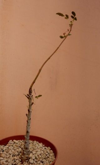 Boswellia Bullata - Succulent - Caudex - Rare - Socotra - Seedling