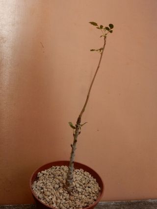 Boswellia bullata - Succulent - Caudex - Rare - Socotra - Seedling 2