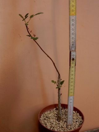 Boswellia bullata - Succulent - Caudex - Rare - Socotra - Seedling 5