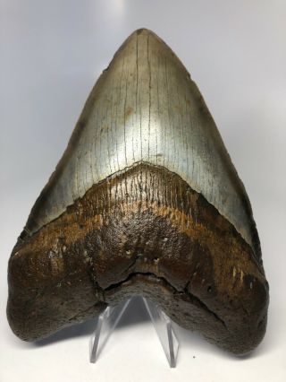 Perfect 6.  03” Megalodon Fossil Shark Tooth Rare Huge 3526