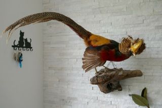 Old Vintage Lovely Gold Pheasant Taxidermy Collectors Papers About 1970