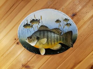 Trophy Bluegill Wood Carving Taxidermy Fish Painting Fish Decor Casey Edwards
