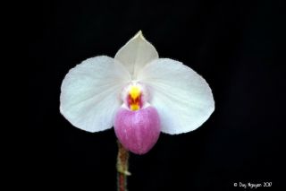 Rare Orchid Hybrid