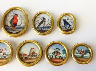 11 x Fine Antique Anglo Indian Miniature Watercolours - Birds Elephant Grand Tour 3