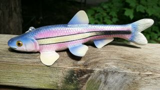 Deluxe Competition Rainbow Shiner Decoy Carved By John Laska - Collector