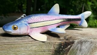 Deluxe Competition Rainbow Shiner Decoy Carved by John Laska - Collector 2
