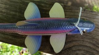 Deluxe Competition Rainbow Shiner Decoy Carved by John Laska - Collector 6