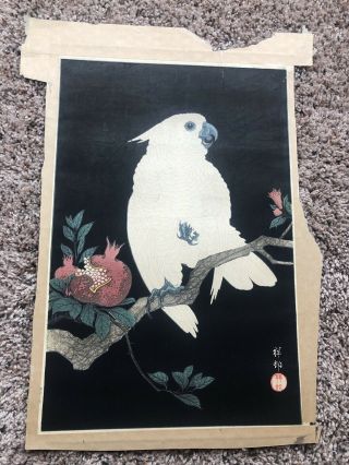 Early Koson Ohara Shoson Japanese Color Woodblock Print Cockatoo And Pomegranate