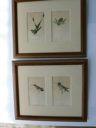 Framed Antique H/c Jardine Humingbirds,  Lizars 1834