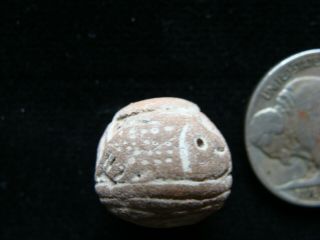 Ancient Manteno Pre - Columbian Fish Ceramic Spindle Whorl Bead 200 Ad - 500ad Ecu