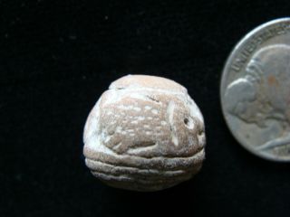 Ancient Manteno Pre - Columbian FISH Ceramic Spindle Whorl Bead 200 AD - 500AD Ecu 2