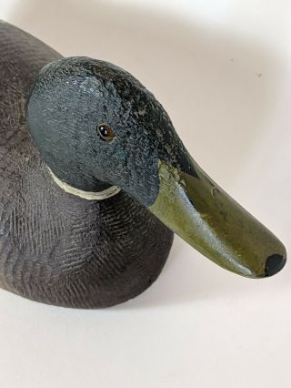 EVANS Vintage Duck Decoy Competitive Grade Mallard Paint Glass Eyes 3
