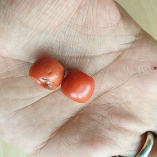 19 Tow Old Antique Chinese / Tibetan Natural Undyed Salmon Coral Beads 7g 7