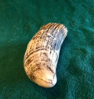 Vintage Scrimshaw Whale Tooth Walrus Tusk Unusual Old Maritime Collectible 4