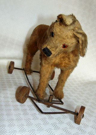 Poor Antique C1908 Steiff Stuffed Dog On Wheels 14 Inches