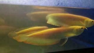 5 " Albino Arowana - Live Fish - Monsterfish - Dragonfish - Rare Fish