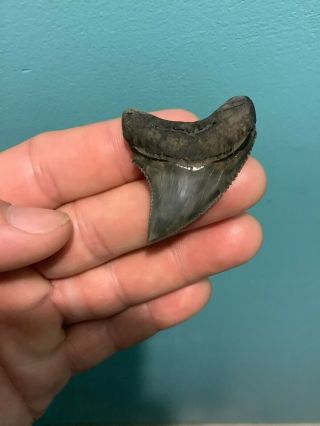 Very Rare 1.  88” Serrated Thresher Shark Tooth No Repairs Trigonotodus
