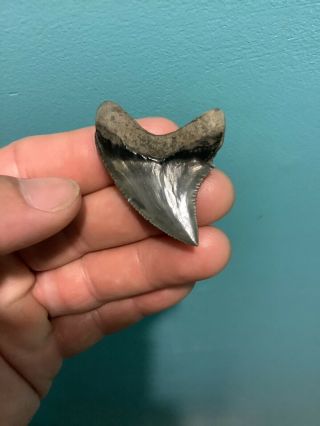 Very RARE 1.  88” Serrated Thresher Shark Tooth NO REPAIRS Trigonotodus 2