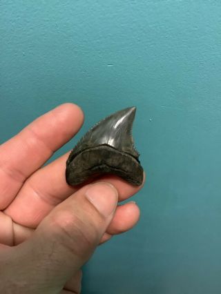 Very RARE 1.  88” Serrated Thresher Shark Tooth NO REPAIRS Trigonotodus 3