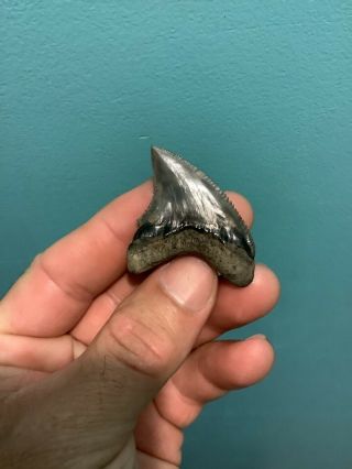Very RARE 1.  88” Serrated Thresher Shark Tooth NO REPAIRS Trigonotodus 4