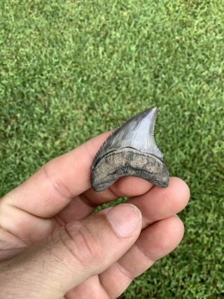 Very RARE 1.  88” Serrated Thresher Shark Tooth NO REPAIRS Trigonotodus 5