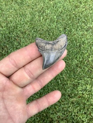 Very RARE 1.  88” Serrated Thresher Shark Tooth NO REPAIRS Trigonotodus 7