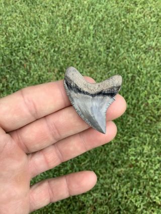 Very RARE 1.  88” Serrated Thresher Shark Tooth NO REPAIRS Trigonotodus 8