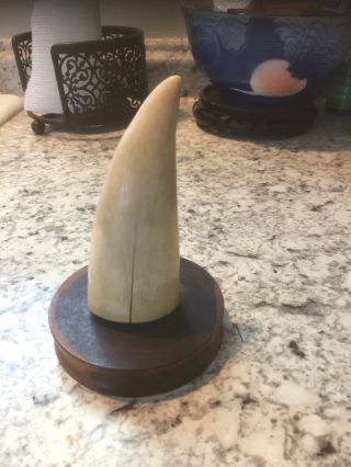 Faux Sperm Whale Tooth From Peru 1940’s Rare