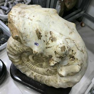 85,  Lb Rare Larger Conch Ammonite Fossil Specimen Healing Madagascar,  Stand