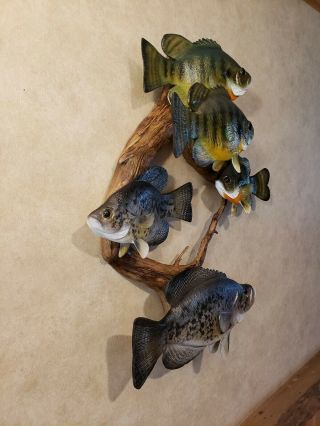 Bluegill crappie wood carving fish trophy taxidermy cabin decor Casey Edwards 10