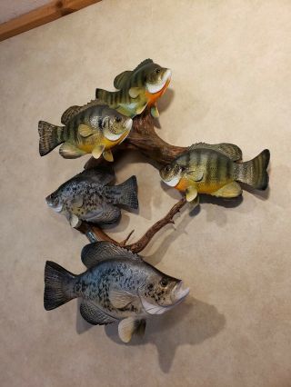 Bluegill crappie wood carving fish trophy taxidermy cabin decor Casey Edwards 11