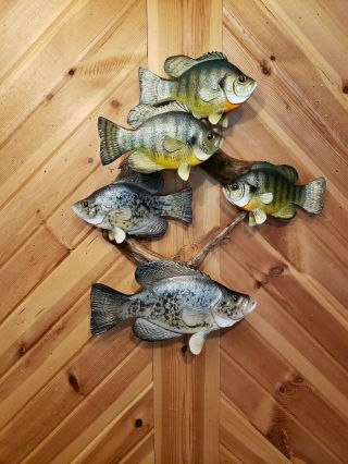 Bluegill crappie wood carving fish trophy taxidermy cabin decor Casey Edwards 2