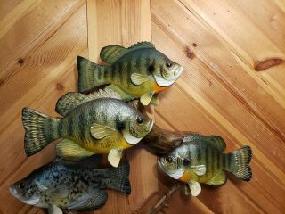 Bluegill crappie wood carving fish trophy taxidermy cabin decor Casey Edwards 3