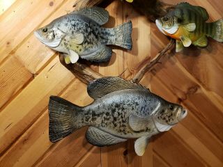 Bluegill crappie wood carving fish trophy taxidermy cabin decor Casey Edwards 4