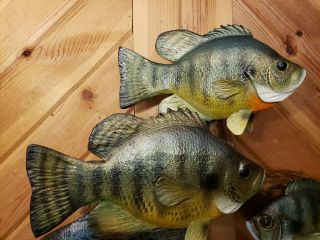 Bluegill crappie wood carving fish trophy taxidermy cabin decor Casey Edwards 5