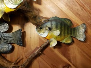 Bluegill crappie wood carving fish trophy taxidermy cabin decor Casey Edwards 6