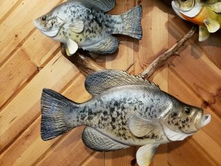 Bluegill crappie wood carving fish trophy taxidermy cabin decor Casey Edwards 7