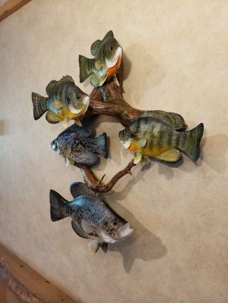 Bluegill crappie wood carving fish trophy taxidermy cabin decor Casey Edwards 9