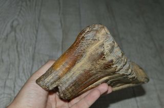 ANTIQUE Museum Woolly mammoth Pleistocene Fossilized Tooth fossil 10
