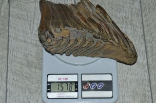 ANTIQUE Museum Woolly mammoth Pleistocene Fossilized Tooth fossil 2