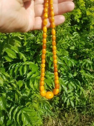 antique EGG YOLK BUTTERSCOTCH BALTIC AMBER BEAD NECKLACE 33.  6g 58cm 2