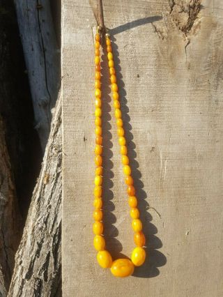 antique EGG YOLK BUTTERSCOTCH BALTIC AMBER BEAD NECKLACE 33.  6g 58cm 4