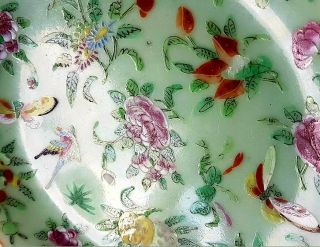 19th C.  CHINESE FAMILE ROSE CELADON PORCELAIN BUTTERFLIES & BIRDS PLATE Signed 4