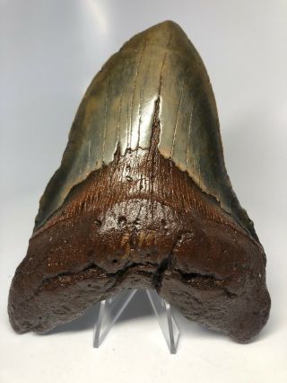 Monster 6.  53” Real Megalodon Fossil Shark Tooth Rare Huge 3443
