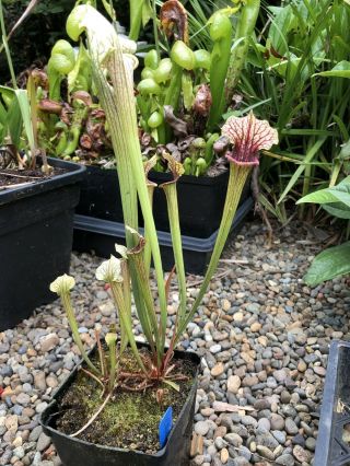 Rare Sarracenia “Crown Of Thorns” Pitcher Plant 3