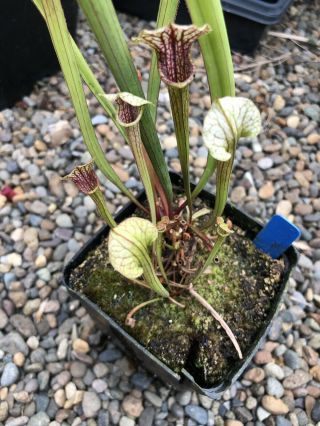 Rare Sarracenia “Crown Of Thorns” Pitcher Plant 4