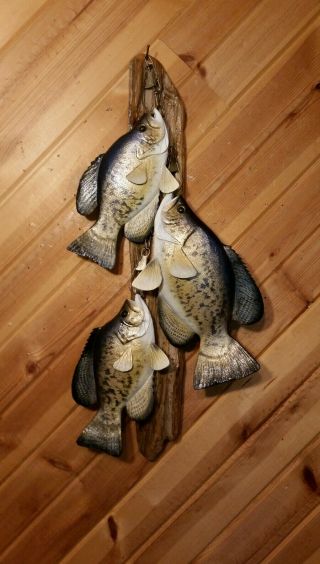 Trophy Crappie Stringer Wood Carving Fish Taxidermy Fishing Lure Casey Edwards