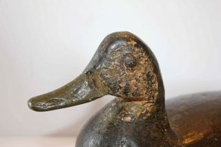 Vintage Doug Jester Carved Black Duck Decoy Chincoteague Island Virginia 5