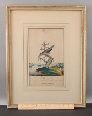 Antique 18thc William Goodall Ornithology Watercolor Painting,  Finch Bird